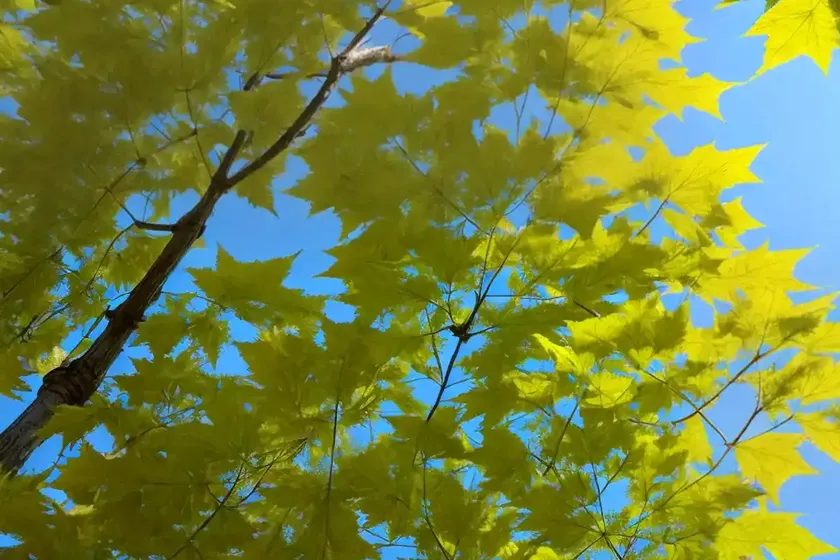 Silver maple (acer saccharinum) — photo 3