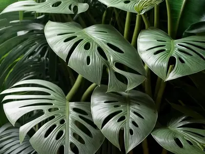 Silver Monstera (Monstera Siltepecana)
