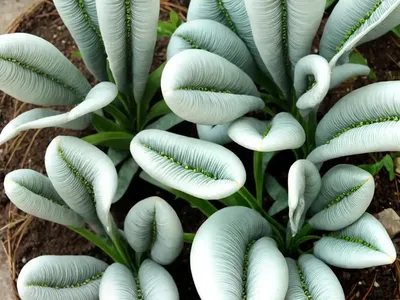 Silver Ruffles Plant (Cotyledon Undulata Haw.)