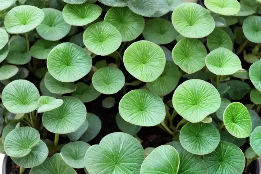 Silver sparkle pilea (pilea glauca) — photo 2