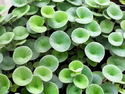 Silver Sparkle Pilea (Pilea Glauca)