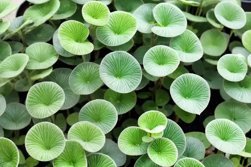 Silver sparkle pilea (pilea glauca)