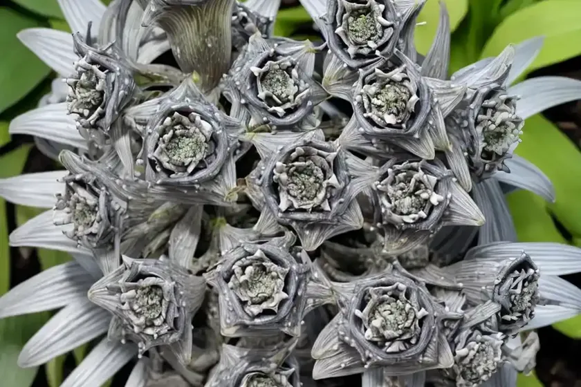 Silver squill (ledebouria socialis) — photo 2