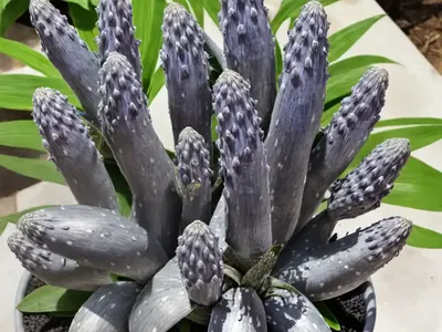 Silver Squill (Ledebouria Socialis)