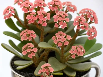 Silver Teaspoons (Kalanchoe Bracetta)