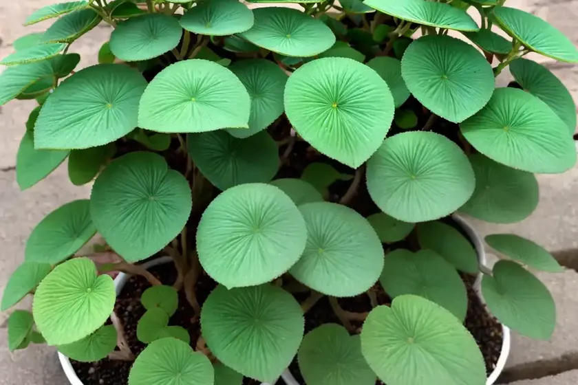 Silver Tree (Pilea Spruceana) — photo 2
