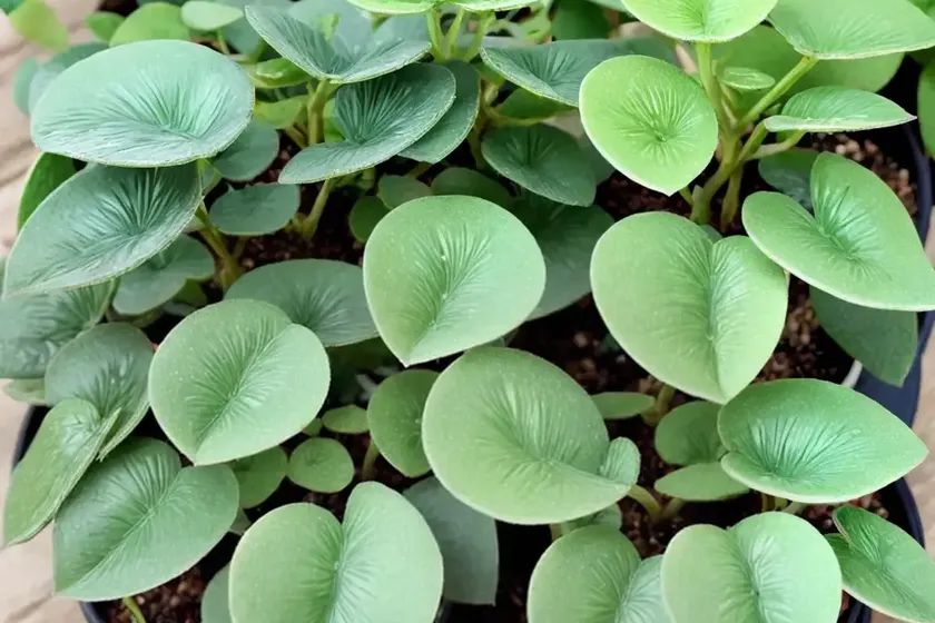 Silver Tree (Pilea Spruceana) — photo 3