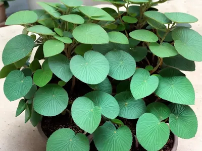 Silver Tree (Pilea Spruceana)