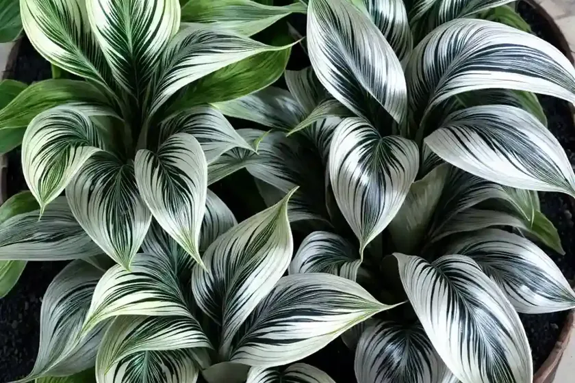 Silver variegated calathea (calathea picturata ‘argentea’) — photo 2