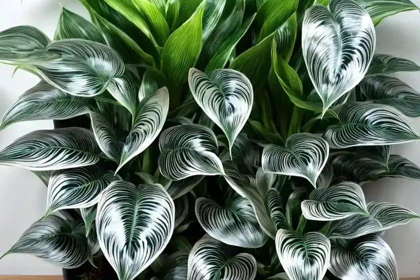 Silver variegated calathea (calathea picturata ‘argentea’) — photo 3