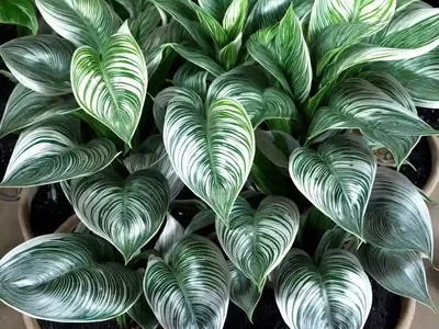 Silver Variegated Calathea (Calathea Picturata ‘argentea’)
