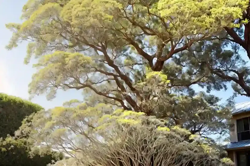 Silver wattle (acacia dealbata) — photo 2