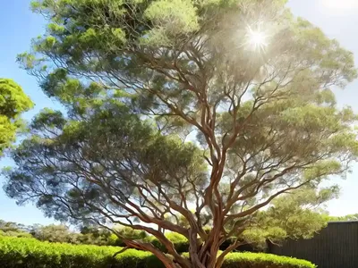 Silver Wattle (Acacia Dealbata)
