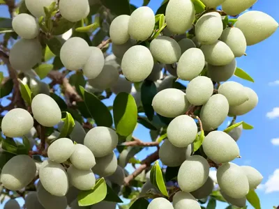Silverberry (Elaeagnus Commutata)
