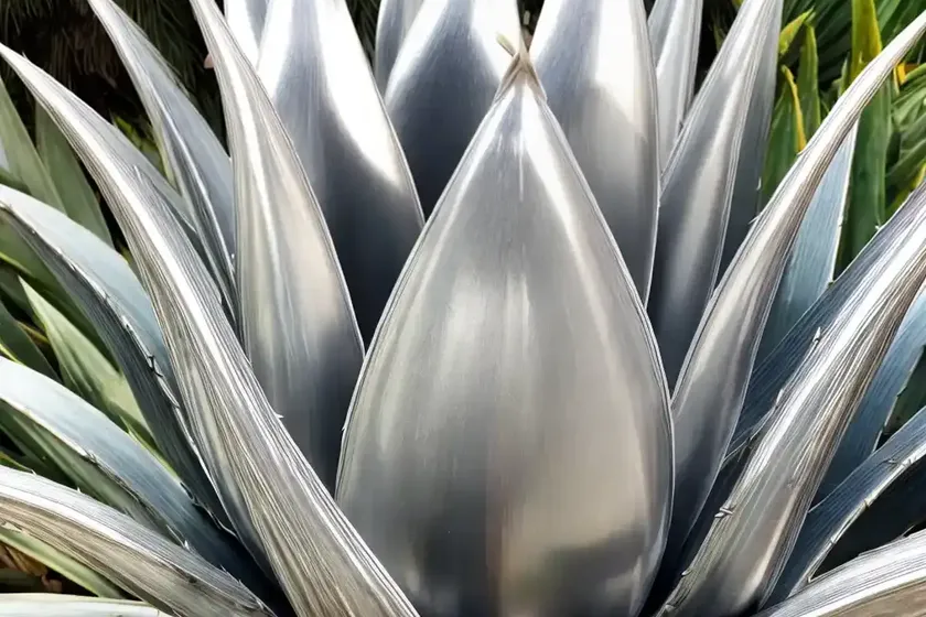 Silvery agave (agave ‘silver sword’) — photo 2