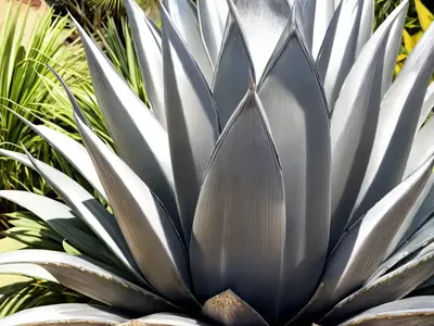 Silvery Agave (Agave ‘Silver Sword’)