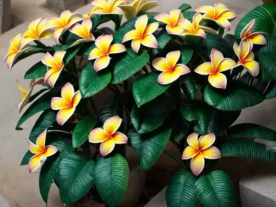 Singapore Graveyard Flower (Plumeria Obtusa)