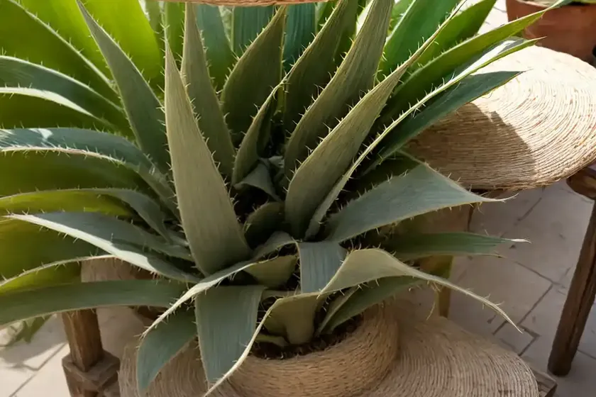 Sisal hemp (agave sisalana perrine) — photo 3