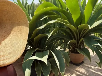 Sisal Hemp (Agave Sisalana Perrine)