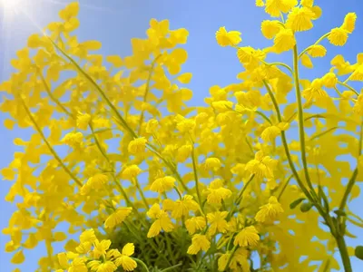 Sisymbrium (Sisymbrium Luteum)