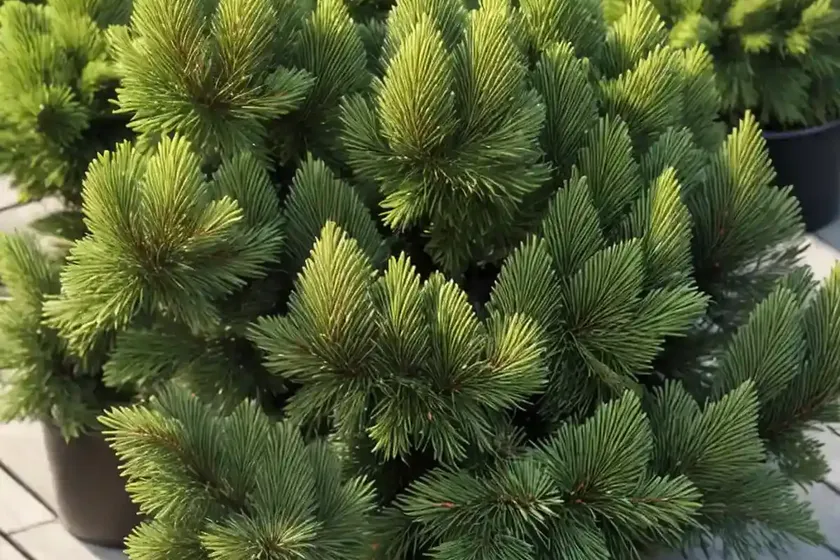Sitka spruce (picea sitchensis) — photo 2