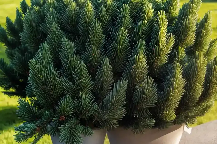 Sitka spruce (picea sitchensis) — photo 3