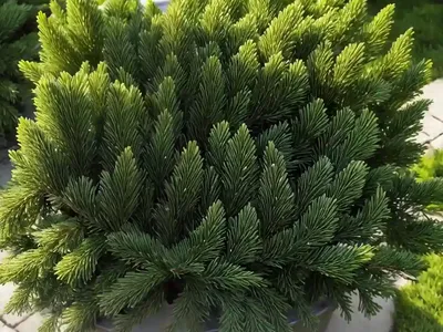 Sitka Spruce (Picea Sitchensis)