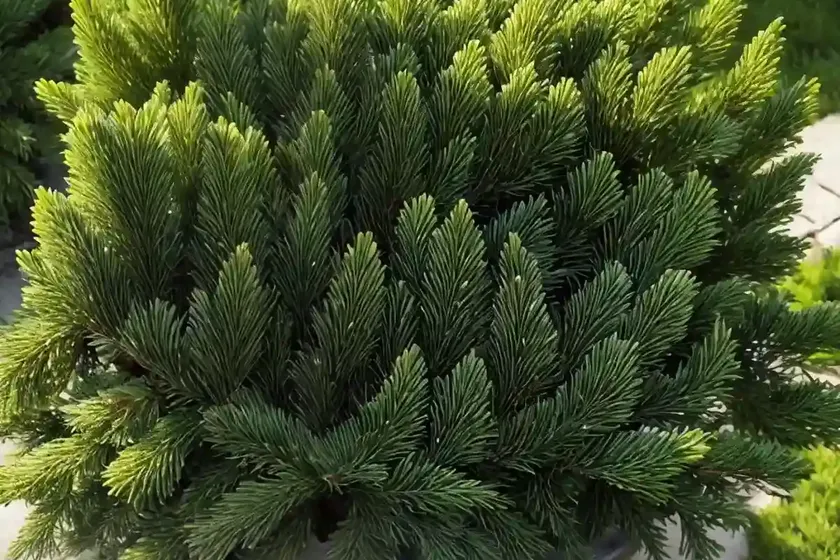 Sitka spruce (picea sitchensis)