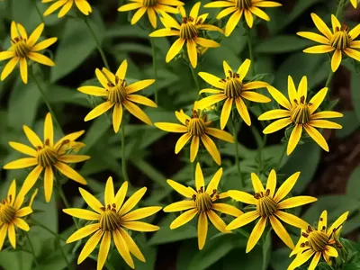 Slender Rosinweed (Silphium Gracile)