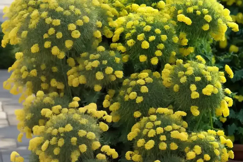 Slender sowthistle (sonchus tenerrimus) — photo 3