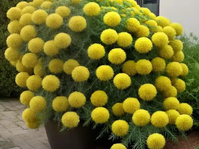 Slender Sowthistle (Sonchus Tenerrimus)