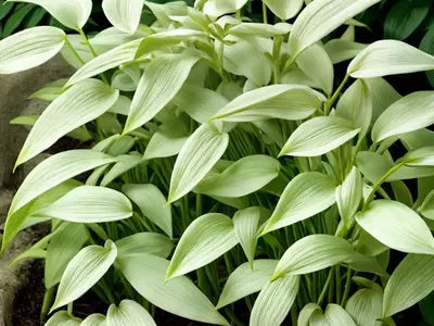 Slender Stalk Solomon’s Seal (Polygonatum Filipes)