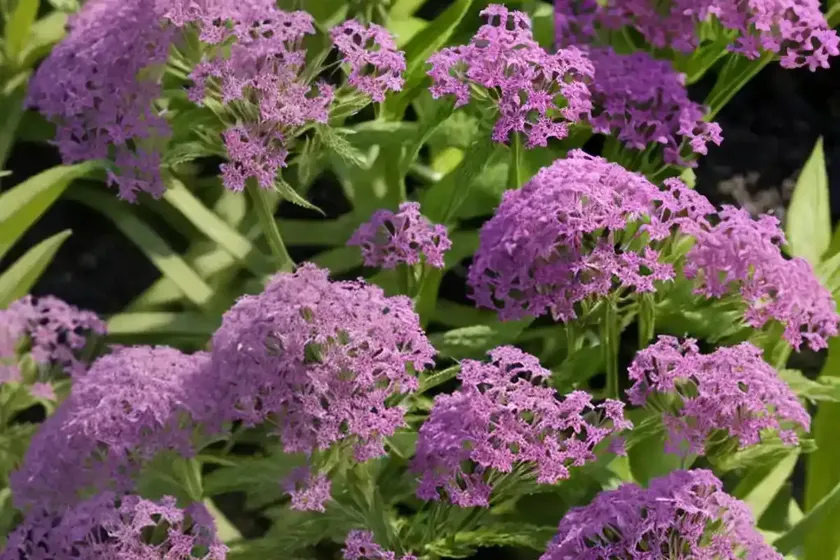 Slender vervain (verbena rigida) — photo 3