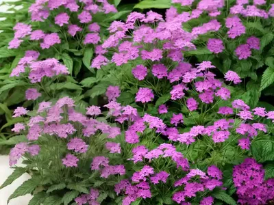 Slender Vervain (Verbena Rigida)
