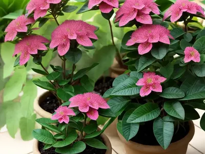 Slipper-flower (Euphorbia Tithymaloides)