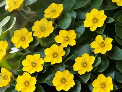 Slotted Broadleaf Goat (Podospermum Laciniatum)