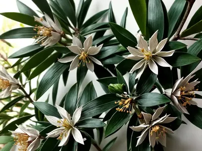 Small Anise Tree (Illicium Parviflorum)