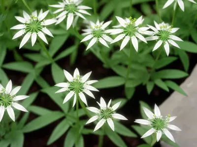Small Catchweed (Galium Cinereum)