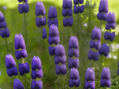 Small-Flowered Lupine (Lupinus Micranthus)