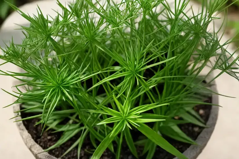 Small goosegrass (galium murale) — photo 2