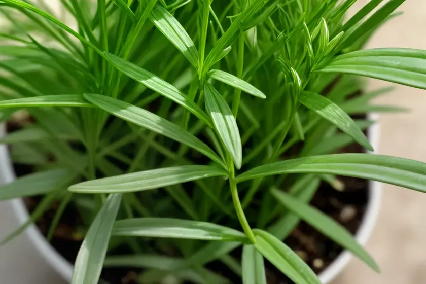 Small goosegrass (galium murale) — photo 3