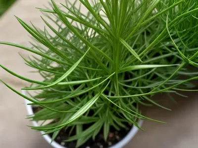 Small Goosegrass (Galium Murale)