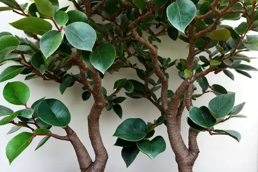 Small-leaf fig (ficus obliqua) — photo 3