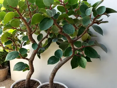 Small-leaf Fig (Ficus Obliqua)