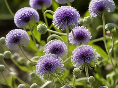 Small Scabious (Scabiosa Columbaria)