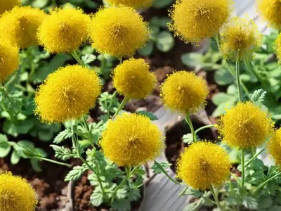 Small Tumbleweed Mustard, False London-Rocket (Sisymbrium Loeselii)