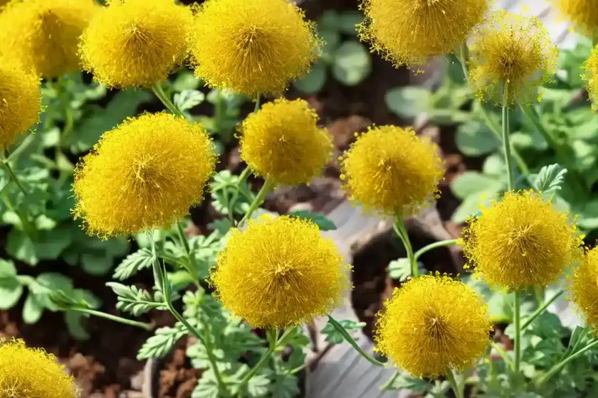 Small tumbleweed mustard, false london-rocket (sisymbrium loeselii)