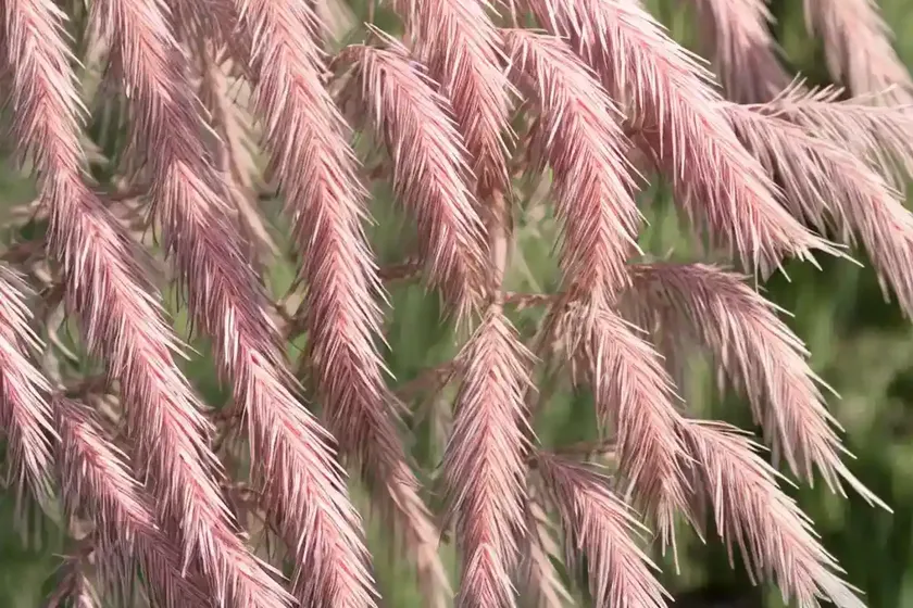 Smallflower tamarisk (tamarix parviflora) — photo 2