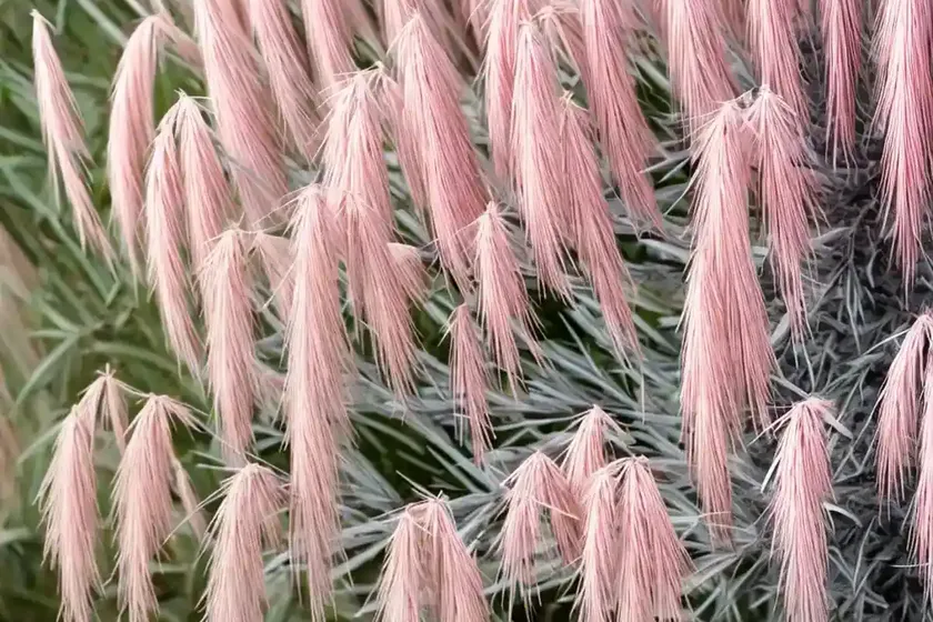 Smallflower tamarisk (tamarix parviflora)