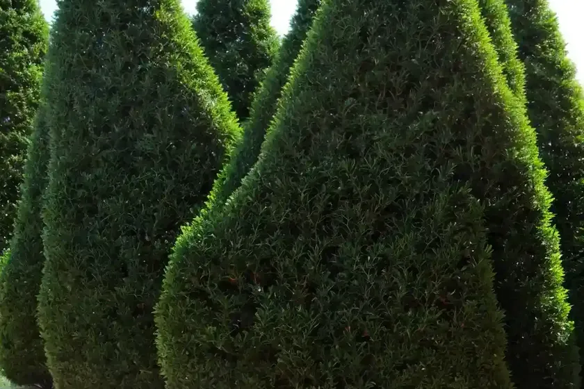 Smaragd arborvitae (thuja occidentalis ‘emerald green’) — photo 2